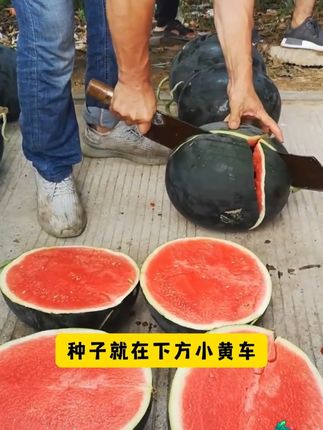 #吃西瓜的季节 4 #黑皮无籽西瓜 #优质农产品 #西瓜种子 #无籽西瓜