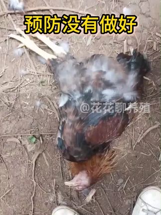 养鸡用它很轻松#养鸡 #养鸡人 #养殖 #家禽养殖 #鸡鸭鹅养殖