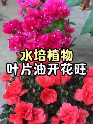 水培植物这么养,叶片绿油油,爱发新芽,爱开花 水里没有营养,要定期给水培植物施肥#养花小知识 #花卉绿植 #水培植物 #家庭养花