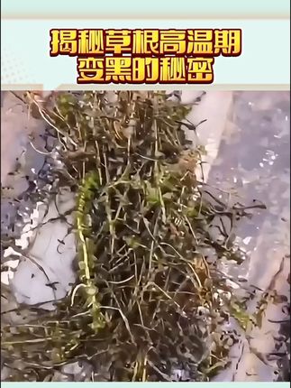 解密草根高温期变黑的秘密#草力壮 #水产养殖 #河蟹养殖 #河蟹