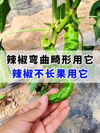 辣椒弯曲畸形用它,辣椒不长果用它。 #辣椒 #辣椒顺直长 #园大头 #辣椒高产