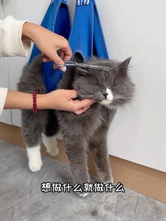 不配合的猫咪怎么剪指甲?一个吊床轻松拿捏#科学养宠攻略 #养猫人 #好物推荐 #萌宠好物