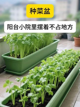 #花盆#阳台种植 #阳台小院均可种植 #田园生活小院 #在家种菜