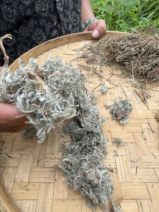 叶下珠+茵陈+垂盆草、知道可以干嘛用的吗? #植物科普 #潮汕人 #潮汕话 #你见过这种植物吗 #三农