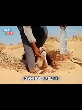 为啥白桦树汁是欧洲贵妇的标配#白桦树汁 #骆驼 #大兴安岭 #桦鲜森