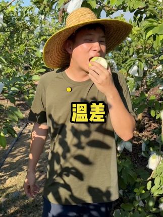 爽脆清甜番石榴 现在村里晚上挺凉的,番石榴喜欢这样的天气#番石榴 #优质农产品 #爽脆清甜 #现摘现发 #珍珠芭乐