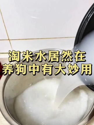 淘米水居然再养狗中有大妙用 #科学养宠攻略 #养宠进阶指南 #萌宠推荐官 #新手养宠 #养狗人
