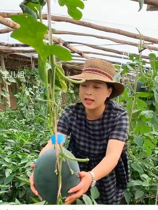 #吃西瓜的季节 #黑皮无籽西瓜 #优质农产品 #西瓜种子 #无籽西瓜