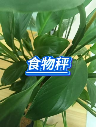 高精度厨房电子秤 #烘焙称重 #食物克数 #小型秤 #精准测量 #家用秤具