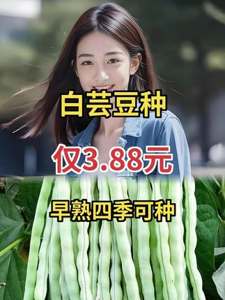 早熟春秋种九粒白芸豆,白不老豆角籽,阳台小院都能种#白芸豆种植 #优质蔬菜 #四季好收成