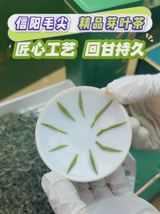 好喝不贵的信阳毛尖雨前精选小芽,所见即所得#信阳毛尖高山茶 #绿茶毛尖