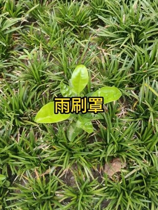 #汽车用品 #雨刷孔保护罩 #防尘罩