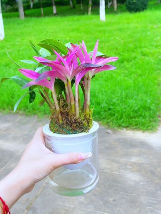 石斛兰不仅好看,还能让你的家充满香气!#室内植物 #石斛兰 #绿色生活