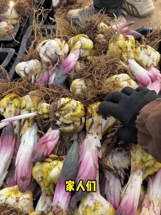百合 室内阳台 地栽花盆小院都适合栽种,南方北方都种 适合新手懒人手残党#适合新手懒人养的花
