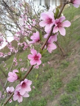 蒙牛酸奶