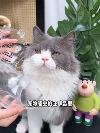 自己在家给小猫做驱虫,就要选择第三代驱虫,简单方便还省钱~联邦动保,安全又放心~#新手养猫 #科学养宠攻略 #宠物驱虫