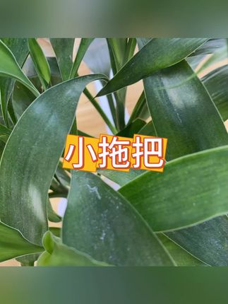 小拖把 #居家清洁 #桌面 #折叠 #桌面清洁 #拖布