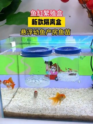 孔雀鱼有这种征兆,就赶紧准备好接生#养鱼 #繁殖盒 #养鱼日常