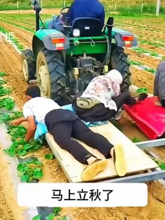 #甜瓜 #甜瓜种子 #冰糖籽甜瓜种子 #冰糖籽甜瓜 #香瓜甜瓜
