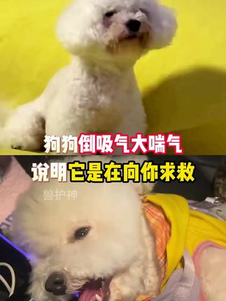 狗狗要是这样主人千万别不在意,一定要从小就给狗狗补充辅心q10#萌宠好物 #狗狗 #萌宠出道计划 #萌宠 #新手养狗
