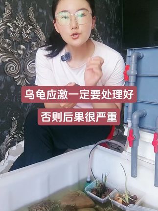 乌龟应激一定要处理,否则后果很严重#水族 #养龟日记 #养龟日常 #养龟知识