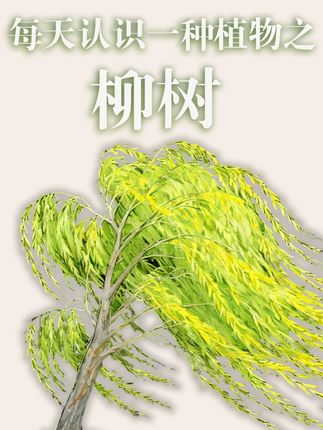 此去经年,应是良辰好景虚设,便纵有千种风情,更与何人说? #柳树 #每天认识一种植物