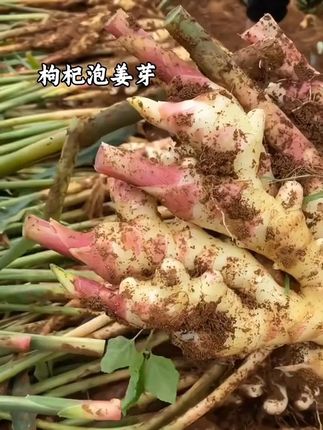 夏天正是吃姜的时候,家里囤点这个枸杞#嫩姜芽 酸甜微辣,脆嫩爽口。#妈呀太香了