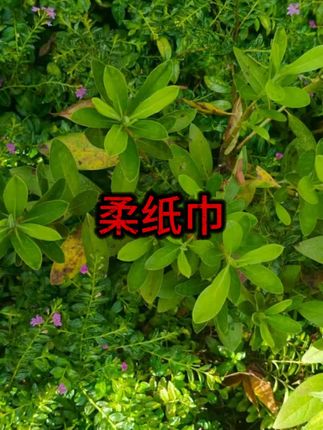 #可心柔 #可心柔云柔巾 #可心柔保湿纸