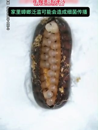 自从家里用了#蟑螂魔盒 家里就没有小强啦,还是不用火不用电的#好物分享 #母婴好物