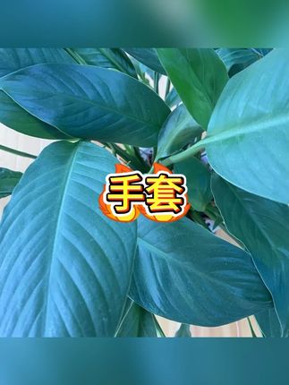 手套 #洗碗清洁 #家务 #耐用 #厨房 #呵护双手
