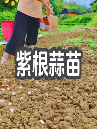 原来用种子种蒜苗也这么简单#蒜苗种子 #种蒜苗 #蒜苗 #阳台种植 #种菜