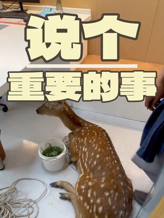 张政team宠物集诊