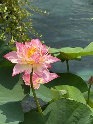 #杜克和一哥 #杜克环游世界 #孟加拉的故事 #交换世界计划