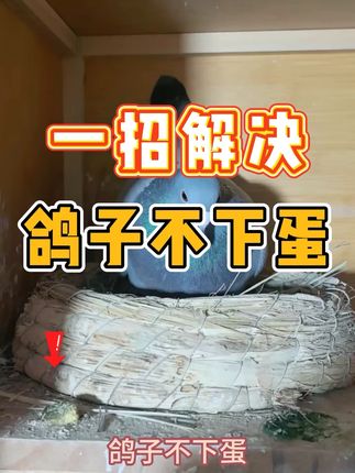 鸽子不下蛋试试这样#信鸽赛鸽 #养鸽人 #鸽子 #鸽子养殖技术 @抖音创作小助手