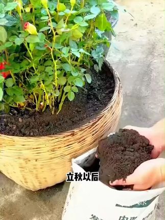 X 养花种菜好帮手,肥力大不烧苗,同时还能改良疏松土壤#羊粪有机肥#分享生活小技巧#羊粪#内蒙古羊粪有机肥