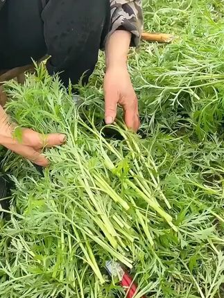 这个菜您吃过吗,它叫芦蒿也叫黎蒿#芦蒿 #蔬菜 #种子