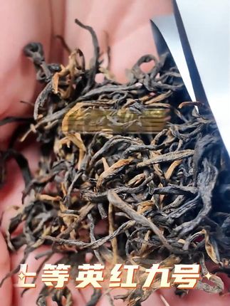正宗广东明前春茶英红九号#英红九号 #英德红茶 #□粮茶推荐 #春茶 #红荼