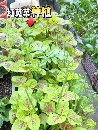 红苋菜割了还可以长#种植小技巧 #阳台小院均可种植 #三农 #在家种菜 #苋菜