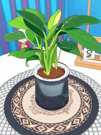 #金钻绿公主 #花卉绿植 #室内盆栽 #爱生活爱养花 #净化空气