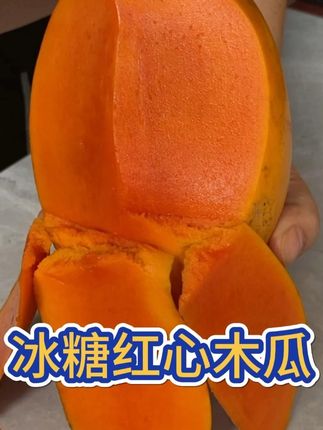 一家大小都适合吃的水果---冰糖红心木瓜,树上熟采摘 ,大家 快来带回去尝尝,口感非常好哦#冰糖红心木瓜 #木瓜炖牛奶 #优质农产品 #新鲜应季水果