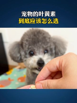 宠物的叶黄素到底应该怎么选?#养狗经验分享 #科学养宠攻略 #狗狗