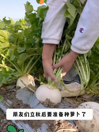 该种萝卜了,你觉得长萝卜好吃,还是圆萝卜好吃呢?#白鹅蛋萝卜 #优质农产品 #蔬菜种子 #萝卜种植 #阳台小院均可种植