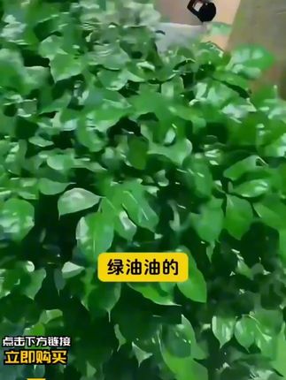 幸福树的求救信号,能看懂的都是养幸福树高手 #养花小知识 #幸福树 #室内盆栽 H3