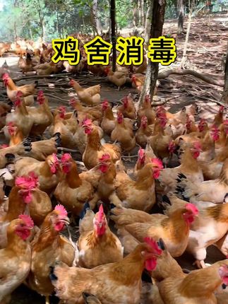 夏季高温,养殖消毒 #养鸡人#养鸡小妙招#养鸡技术#养鸡助手#牧商网过硫