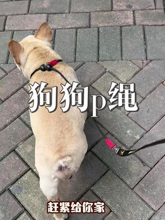 狗狗一直在用p绳 夏天用很轻便 用上以后能随行#狗狗p绳 #狗狗牵引绳 #遛狗好物 #新手养狗