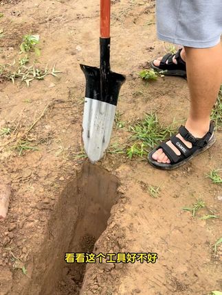 50锰钢深挖锹,加厚加长设计,挖沟修渠栽树超好用,全身淬火锻造,一体成型,坚固耐用#农用工具 #深挖锹 #挖麻山药