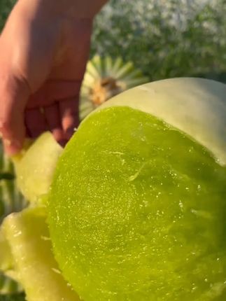 真的我随手买的,没想到这么好吃~脆甜爽口的绿宝石甜瓜你们吃过吗?#甜瓜 #新鲜应季水果 #优质农产品 #水果 #新鲜采摘