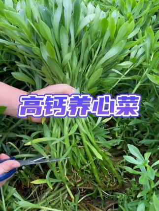 【高钙养心菜】种子阳台四季盆栽小院菜园地播植农家蔬菜种子LX蔬菜种子 #阳台小院均可种植 #纯天然绿色蔬菜