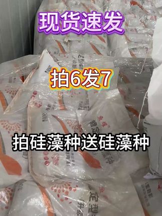 硅藻种大量大货,需要的抓紧时间购买#硅藻种 #厂家直销