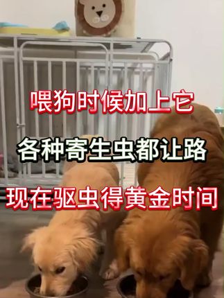 喂狗时候加上它,各种寄生虫都让路#养狗经验分享 #狗狗驱虫 #寄生虫 #科学养宠攻略